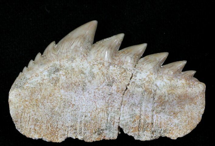 Fossil Cow Shark (Notorynchus) Tooth - Morocco #24503